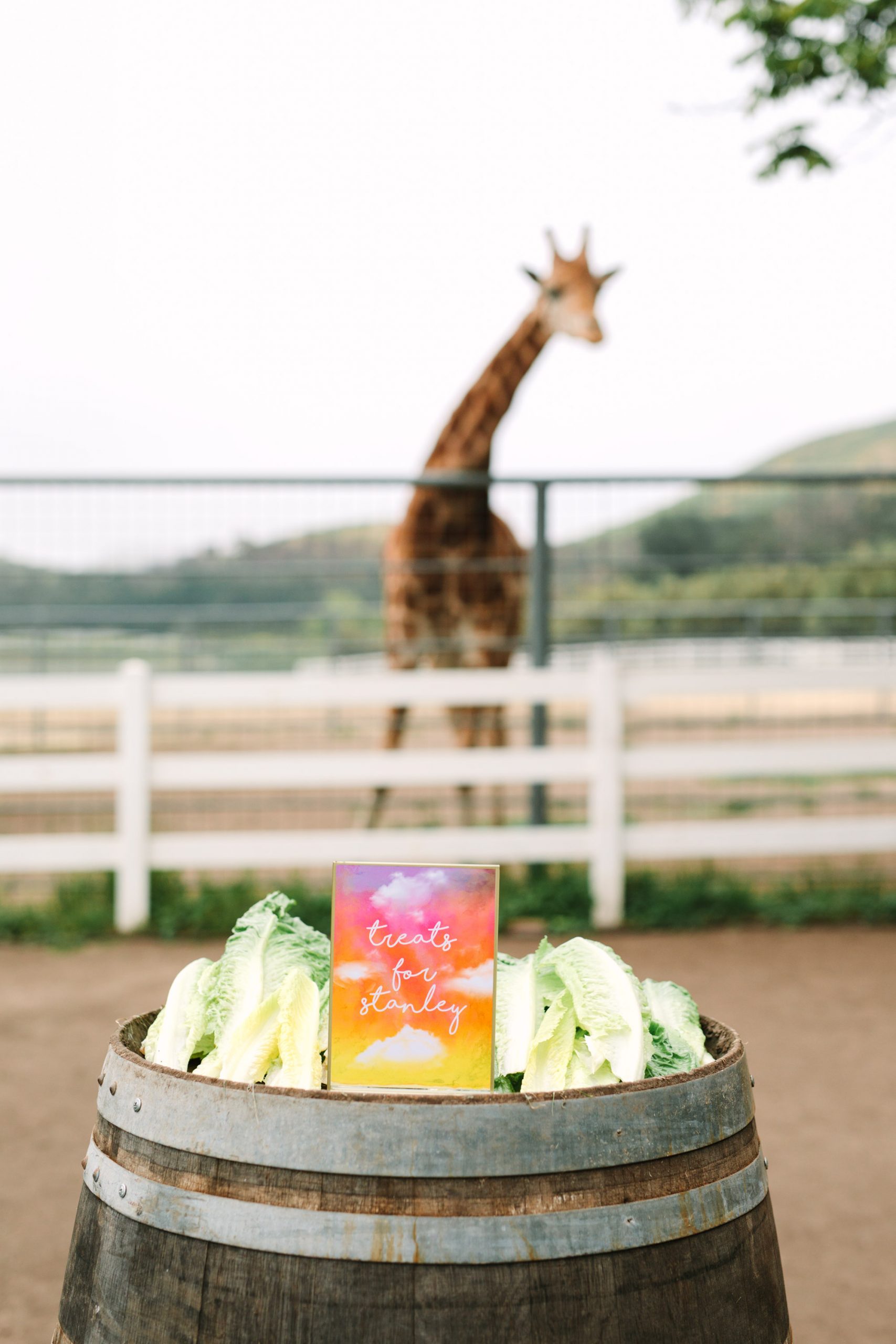 Stanley the giraffe's lettuce snacks by Mary Costa Photography