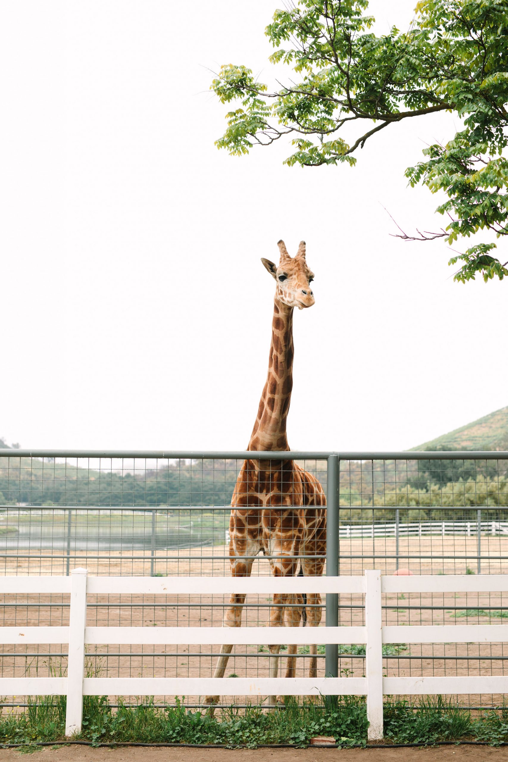 Stanley the giraffe by Mary Costa Photography