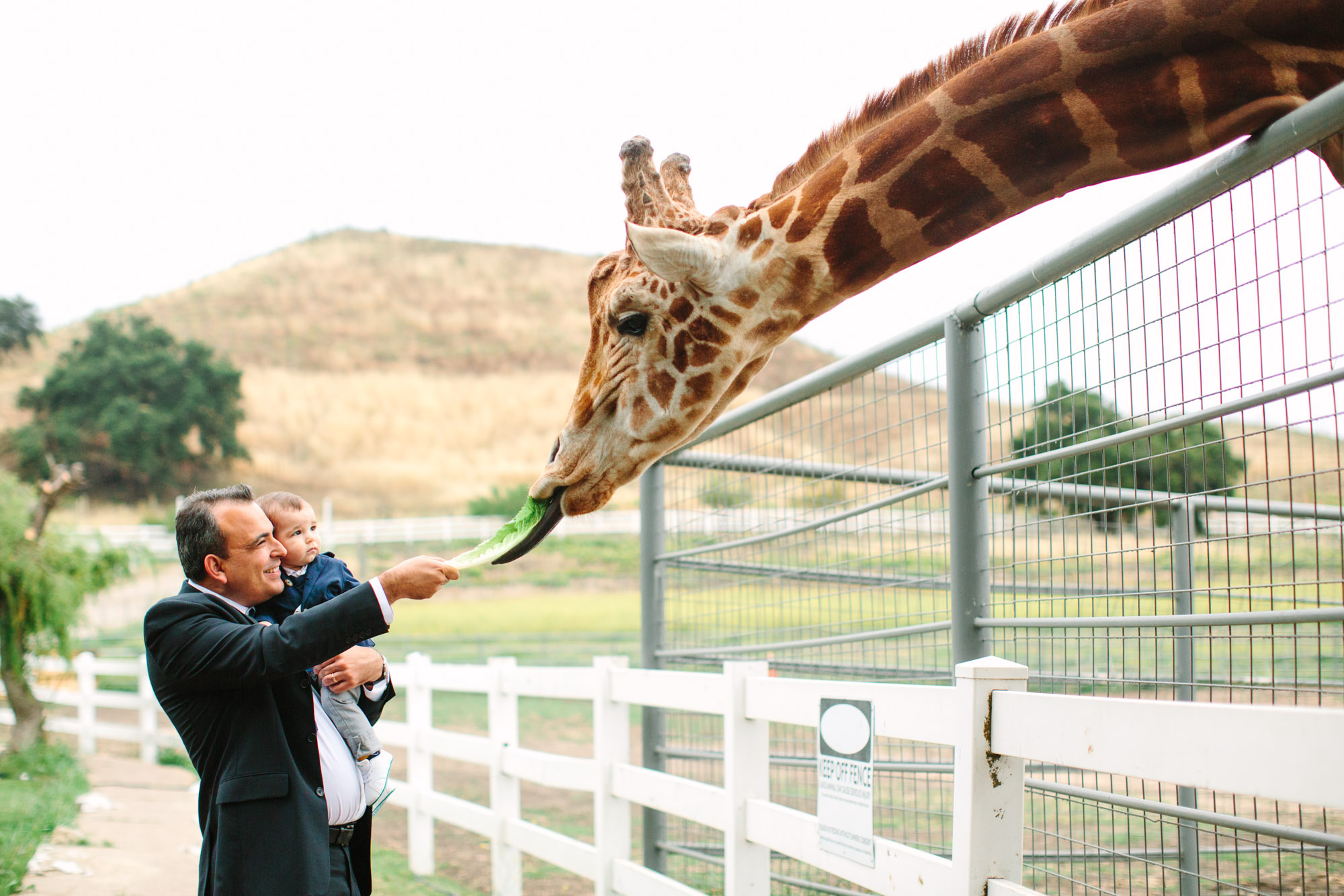 Giraffe feeding by Mary Costa Photography