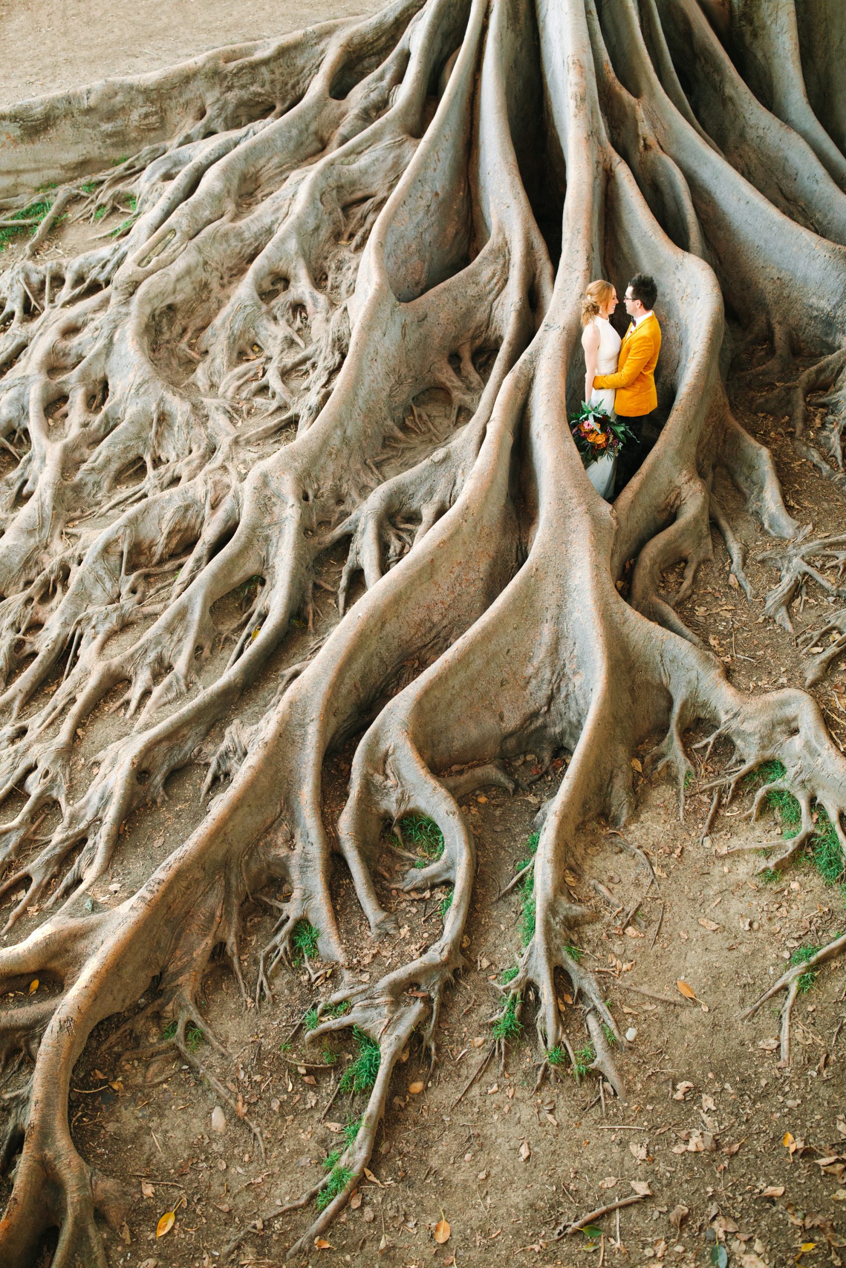 Fig tree root portrait - www.marycostaweddings.com