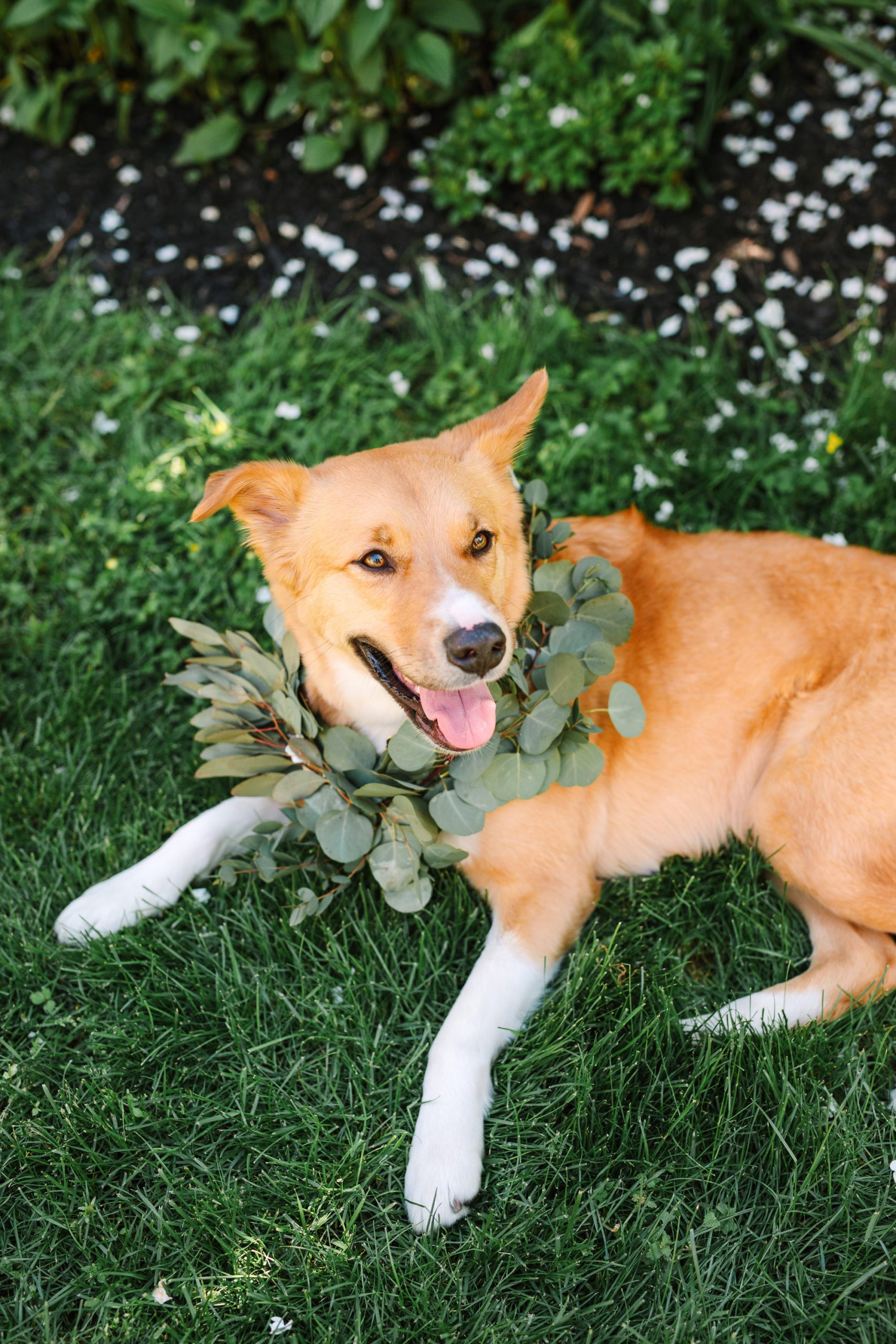 Dog with floral collar - www.marycostaweddings.com