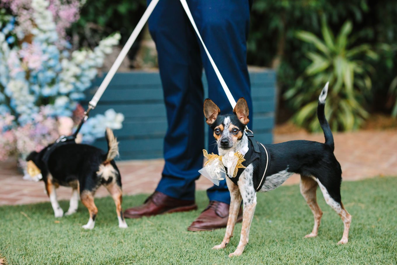 Dogs in wedding ceremony | Colorful pop-up micro wedding at The Ruby Street Los Angeles featured on Green Wedding Shoes | Colorful and elevated photography for fun-loving couples in Southern California | #colorfulwedding #popupwedding #weddingphotography #microwedding Source: Mary Costa Photography | Los Angeles