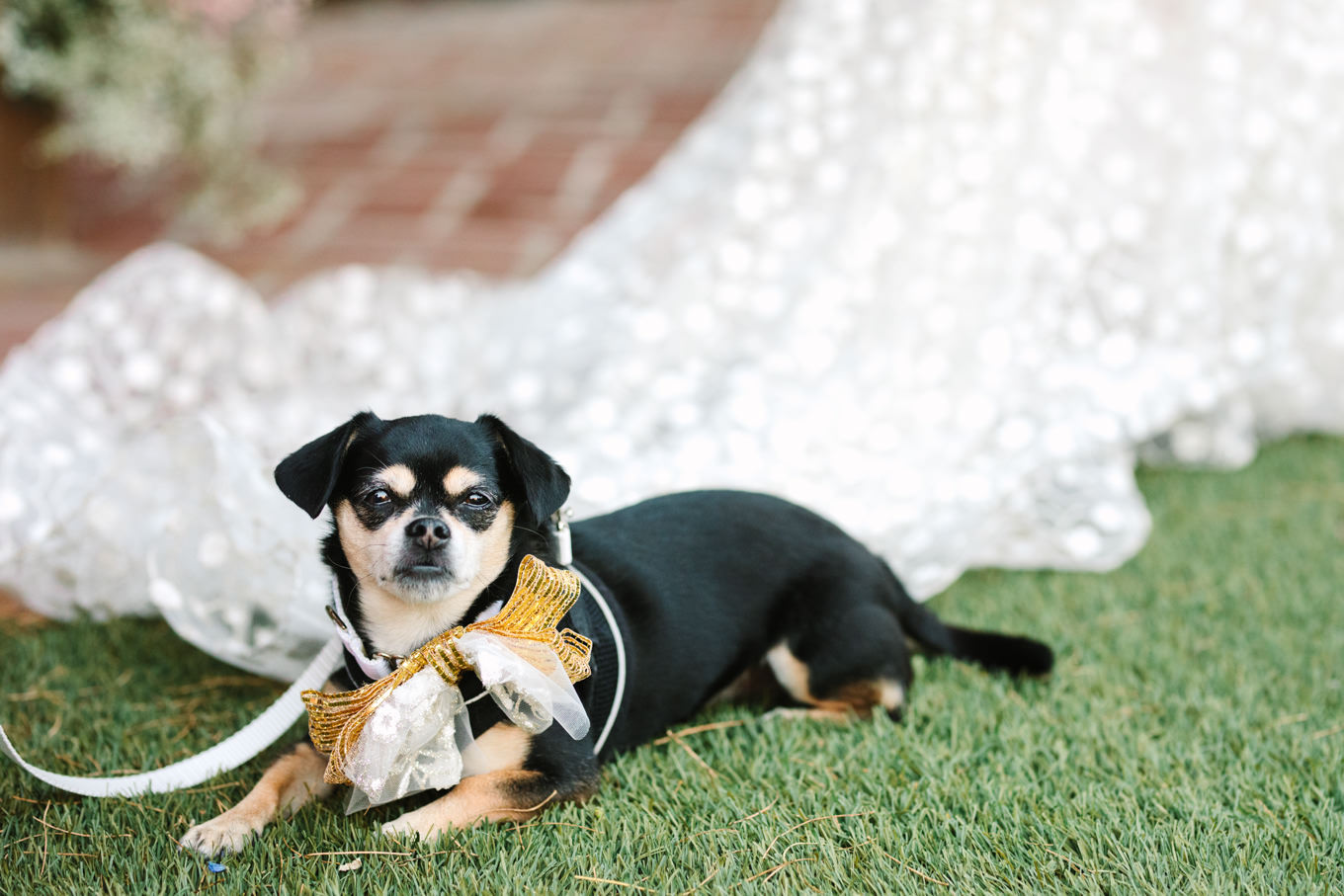 Dog resting on wedding dress during ceremony | Colorful pop-up micro wedding at The Ruby Street Los Angeles featured on Green Wedding Shoes | Colorful and elevated photography for fun-loving couples in Southern California | #colorfulwedding #popupwedding #weddingphotography #microwedding Source: Mary Costa Photography | Los Angeles