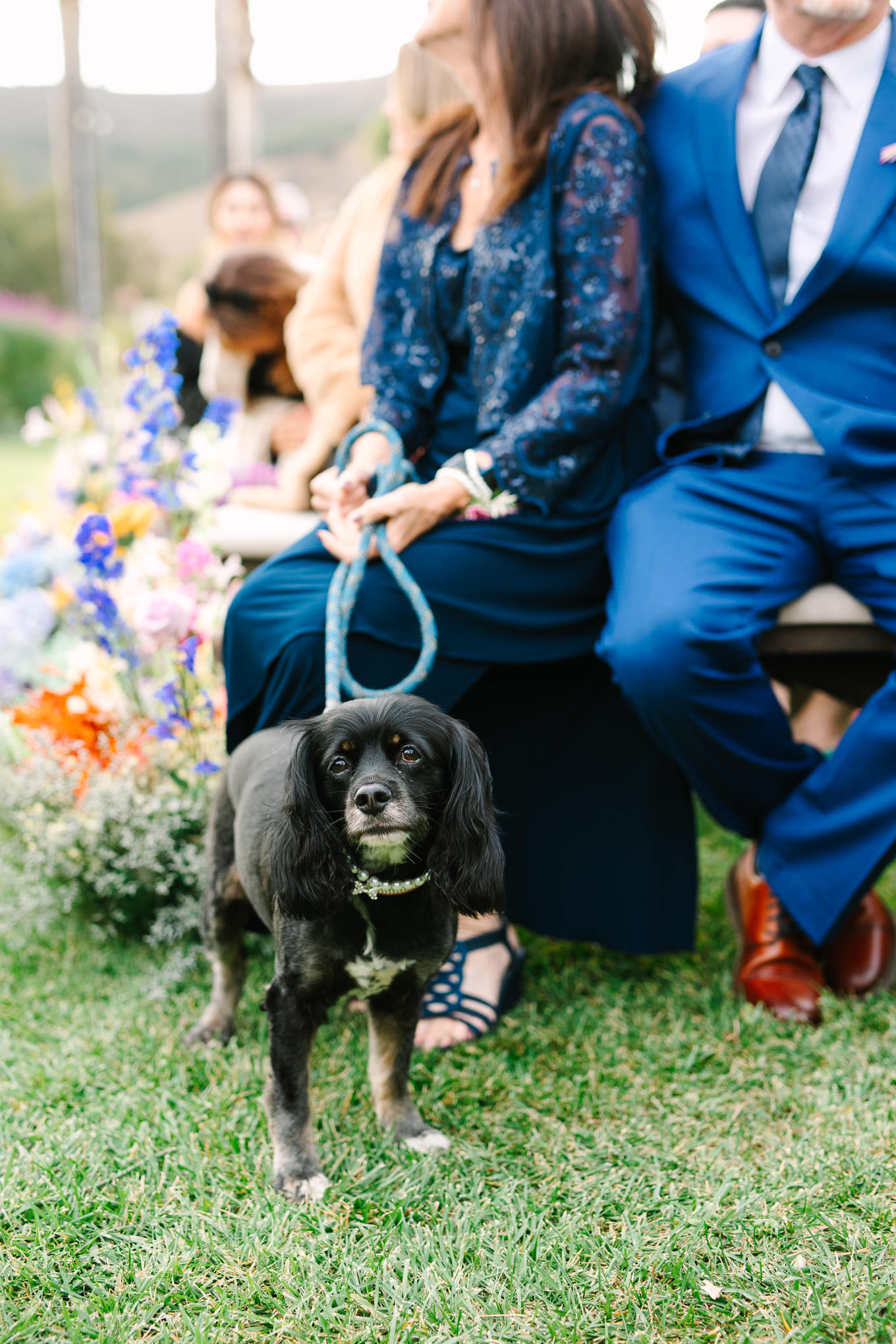 Dog at wedding ceremony | Colorful and quirky wedding at Higuera Ranch in San Luis Obispo | #sanluisobispowedding #californiawedding #higueraranch #madonnainn   
Source: Mary Costa Photography | Los Angeles
