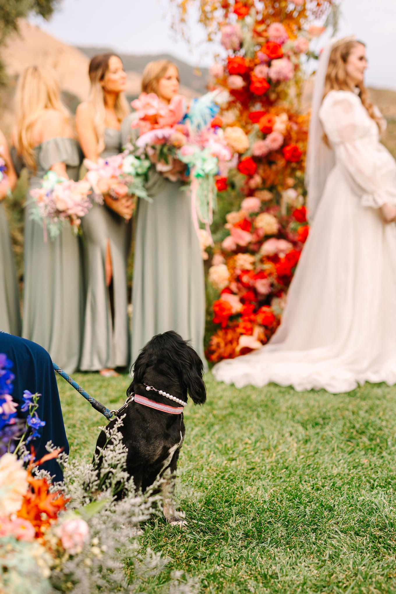 Dog watching her humans get married | Colorful and quirky wedding at Higuera Ranch in San Luis Obispo | #sanluisobispowedding #californiawedding #higueraranch #madonnainn   
Source: Mary Costa Photography | Los Angeles