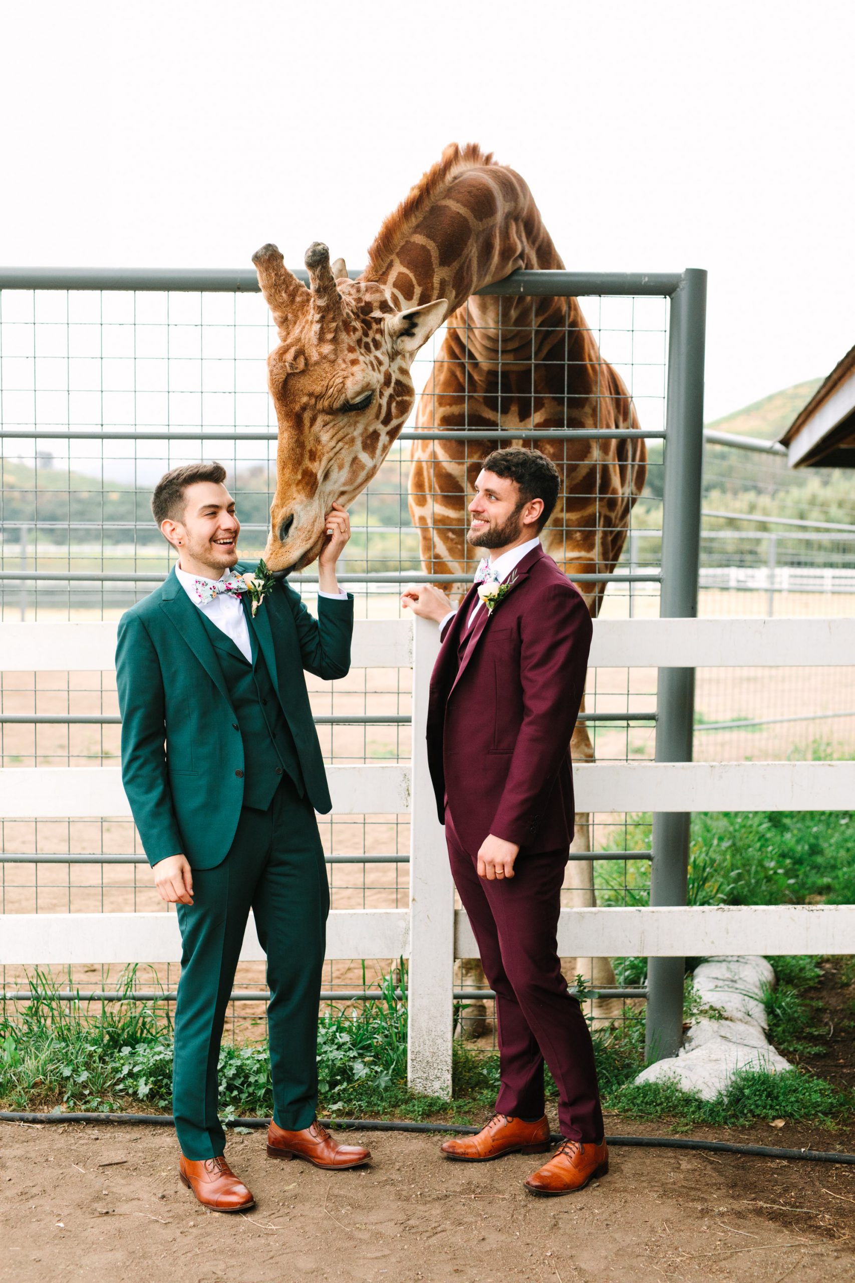 Two grooms with giraffe by Mary Costa Photography